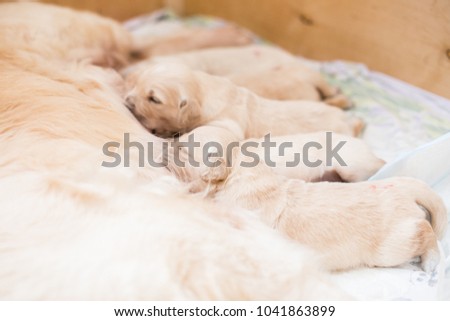 Group of cute beige golden retriever puppies have milk from their mom.