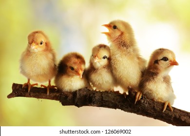 Group Cute Chicks Stock Photo 126069002 Shutterstock