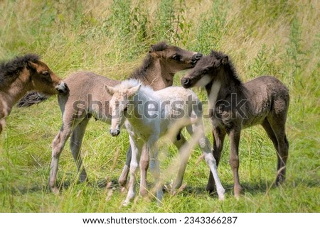 a group of cute colourful Icelandic Horse foals are playing in the meadow