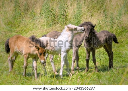 a group of cute colourful Icelandic Horse foals are playing in the meadow