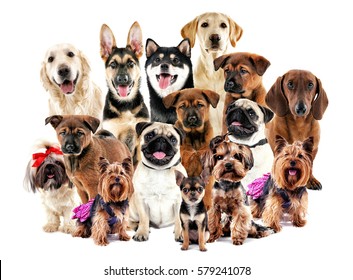 Group of cute dogs on white background