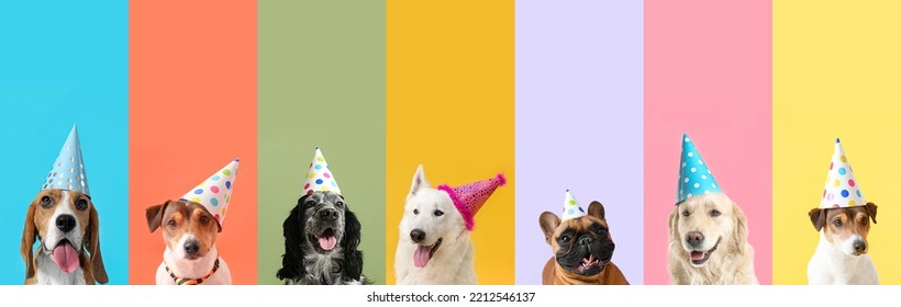 Group of cute dogs in party hats on color background