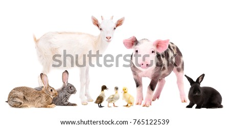 Group of cute farm animals together, isolated on white background