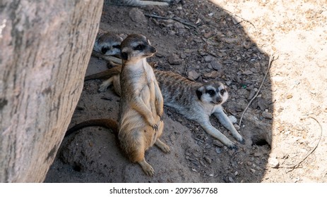 Funny Suricate Images Stock Photos Vectors Shutterstock