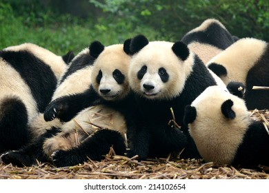 Group Of Cute Giant Panda Bear Eating Bamboo Chengdu, China