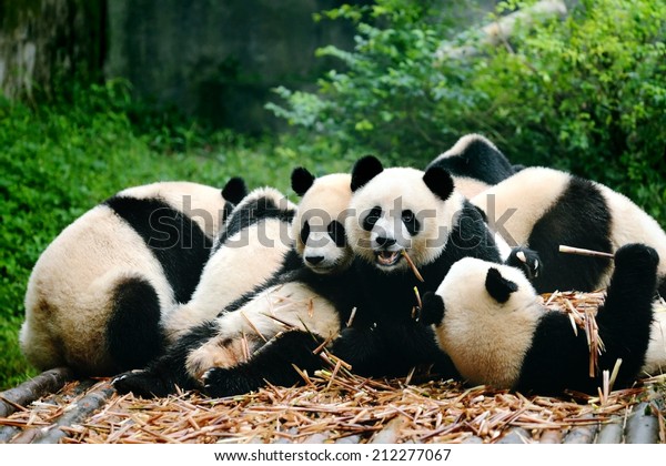 Group of cute giant panda bear eating bamboo
Chengdu, China