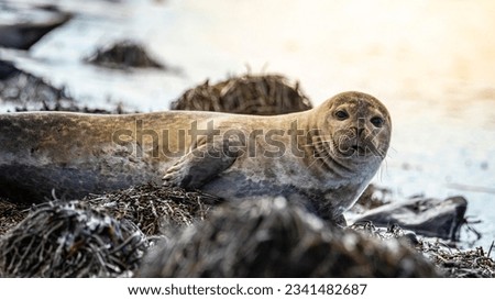 Similar – Foto Bild Niedliche Robben auf Felsen in einem Fjord in Alaska