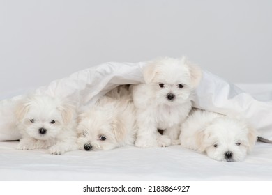 A group of cute little Maltese puppies lying on a white bed under a warm blanket - Powered by Shutterstock