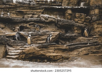 A group of cute penguins standing on the rock formations near the water
