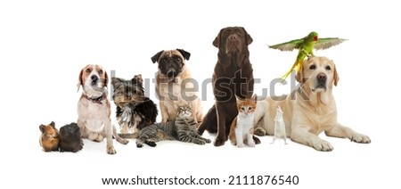 Group of cute pets on white background. Banner design