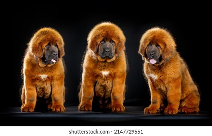 how much is a mastiff puppy