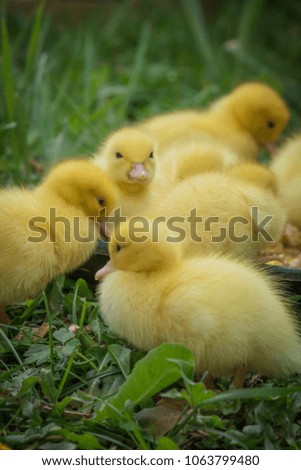 Similar – Image, Stock Photo Baby Muscovy ducklings Cairina moschata