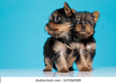 group of cute yorkshire terrier looking to side and searching, walking isolated on white background