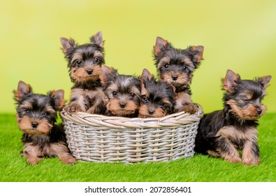 Group Of Cute Yorkshire Terrier Puppies Sit Inside Basket And On Green Summer Grass