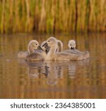 A group of cygnets glide gracefully across the tranquil waters of a lake