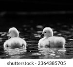 A group of cygnets glide gracefully across the tranquil waters of a lake in grayscale