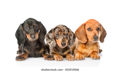 Group Dachshund puppies lying together. isolated on white background