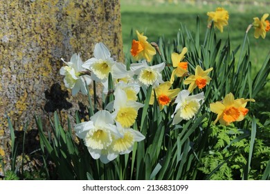 A group of daffodil flowers