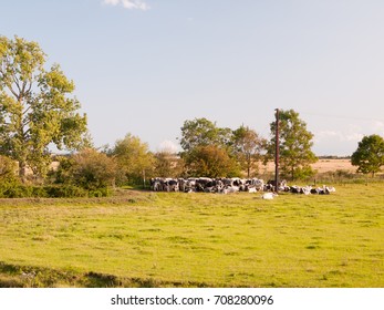 A Group Of Dairy Farm Cows Waiting At The Gate In The Pasture On A Sunny Day In Field;Essex; England; UK