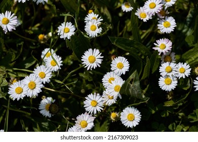 Group of daisies of the Family Bellis perennis. High quality photo - Shutterstock ID 2167309023