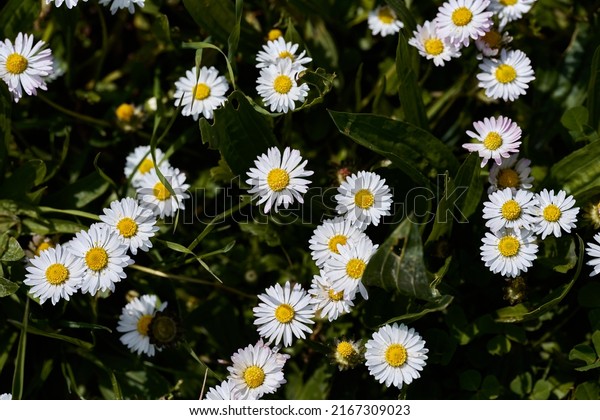 Group of daisies of the Family Bellis perennis.\
High quality photo