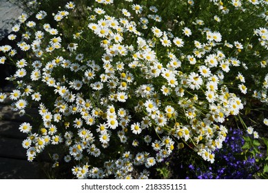A group of daisies or marguerite blooming in a park. White flowers with yellow pistils in field outside during summer day. Blossoming plants growing in the garden or backyard