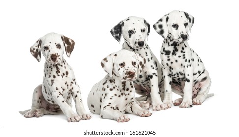 子犬 ダルメシアン の写真素材 画像 写真 Shutterstock