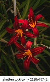 Group Of Daylilies (Hemerocallis ’Sammy Russell’). Green Background. 