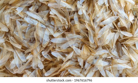 Group Of Dead Flying Termite Or  On The Floor. 