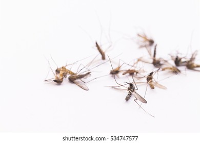 Developmental Stages Sucking Blood Mosquito Stock Photo (Edit Now ...