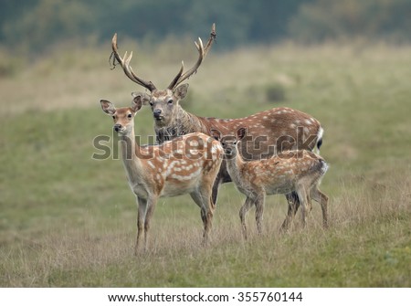 Group of deer, Cervus nippon dybowski, Dybowski's sika deer or Manchurian sika deer . Family, adult dominant male, female and fawn on autumn meadow staring directly at camera.