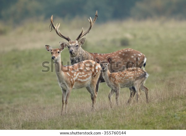 Group of deer, Cervus\
nippon dybowski, Dybowski\'s sika deer or Manchurian sika deer .\
Family, adult dominant male, female and fawn on autumn meadow\
staring directly at\
camera.