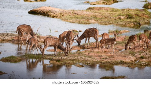 A Group Of Deer Drinking Water