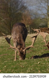 a group of deer in a field