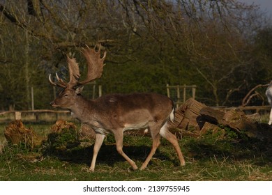 a group of deer in a field