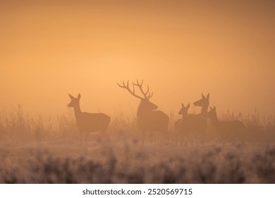 Group of deer including a stag standing in misty grass field at dawn with golden haze in the background. - Powered by Shutterstock