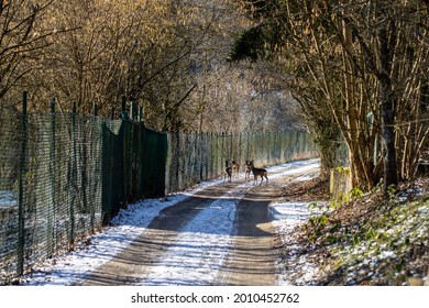 A Group Of Deer On A Snowy Rural Road