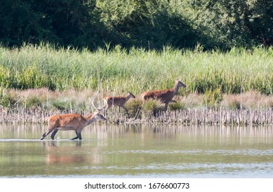Group Of Deer Passing By The Lagoon Of A Park