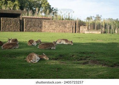 Group of deer resting in the shade, enjoying a beautiful day - Powered by Shutterstock