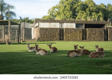 Group of deer resting in the shade, enjoying a beautiful day - Powered by Shutterstock