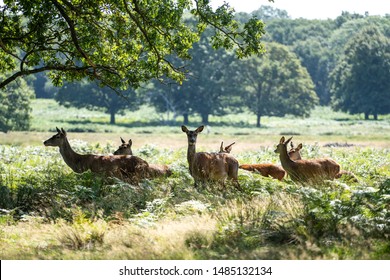 A Group Of Deer In Richmond Park