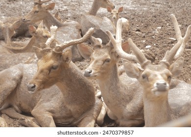 a group of deer sunbathing