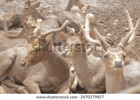 a group of deer sunbathing