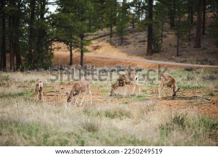 Group of deers in Bryce Canyon National park in Utah, USA. Exploring the American Southwest.