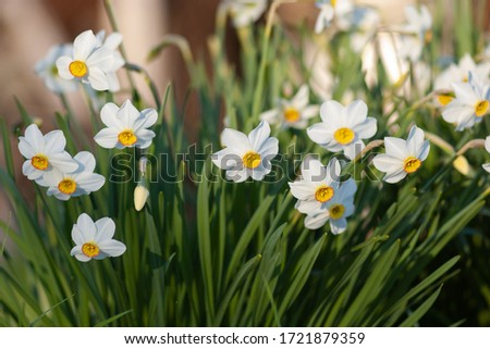 A group of defocused white daffodils. Spring flowers close-up of the setting sun.