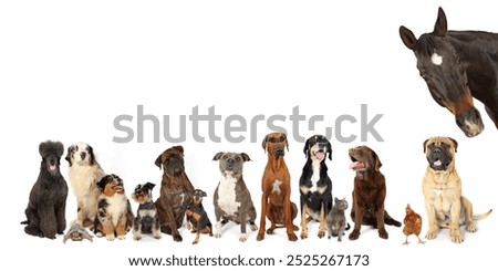 group of different animals on panoramic banner isolated on white . horse dogs cat turtle chicken 