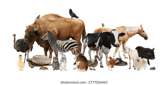Group of different animals on transparent background