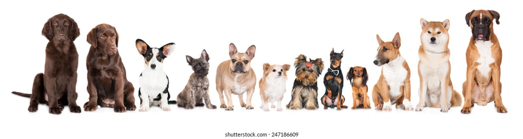 group of different breed dogs sitting in a row