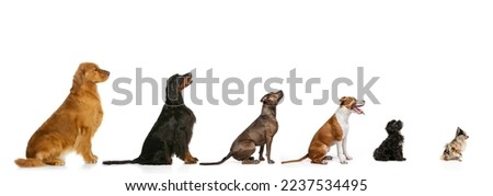 Group of different breeds dogs sitting in a row for each other in growth isolated on white background. Profile view. Diversity. Animal life, care, vet, grooming. Hortizontal flyer, poster