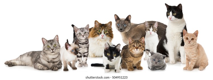 Group Of Different Cats Isolated On White